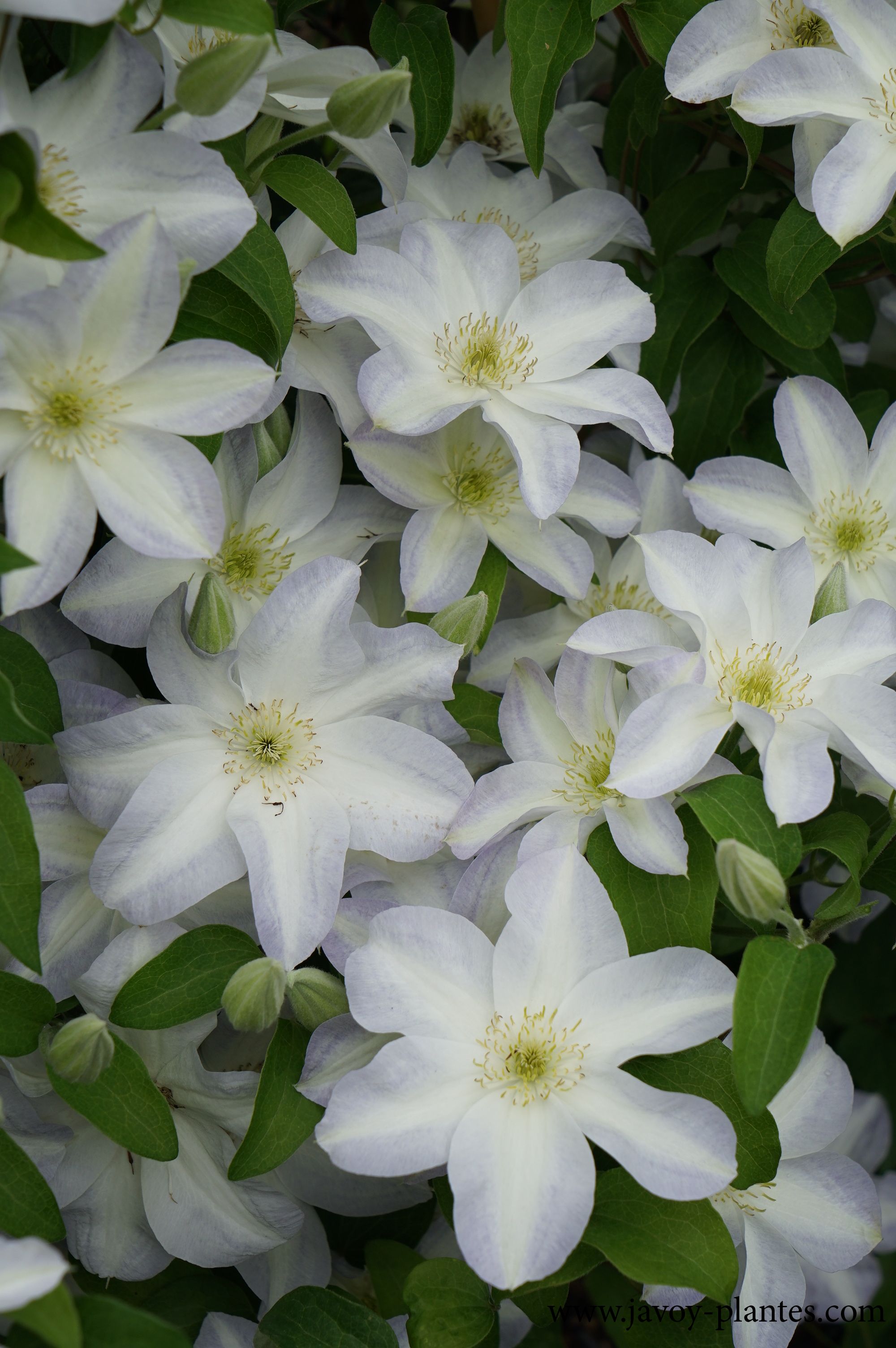 Clematis patens 'Yukikomachi'